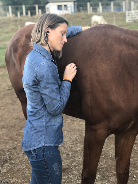 Joana Beling auscultando um cavalo a campo
